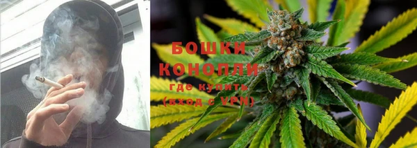 прущие грибы Абаза